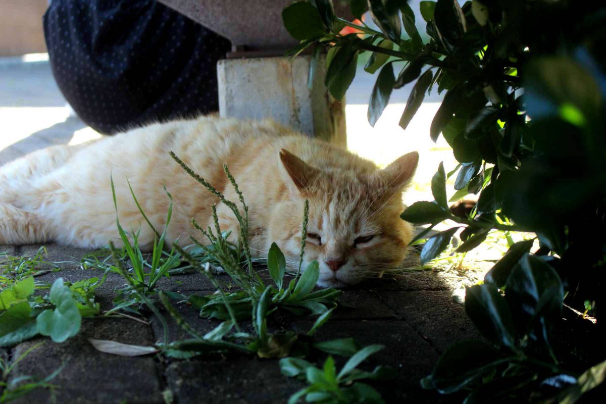城ヶ島公園の猫