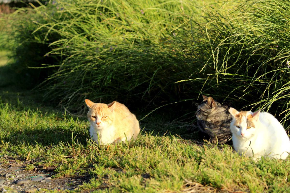 城ヶ島漁港の猫達