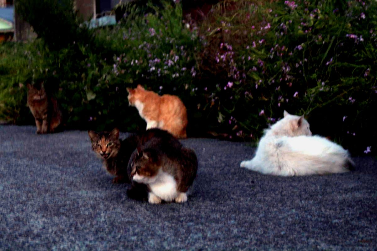 暗闇の中の猫の群れ
