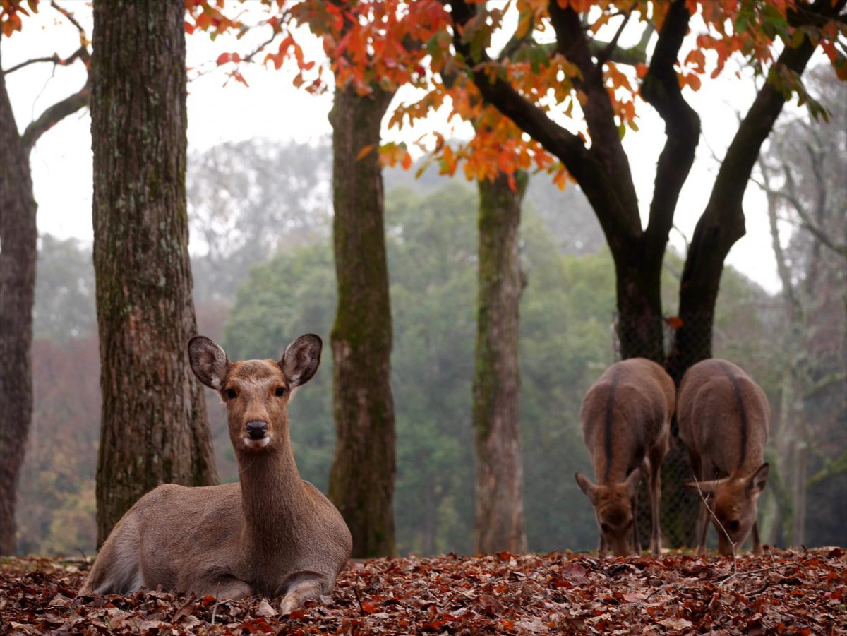 早朝の鹿たち