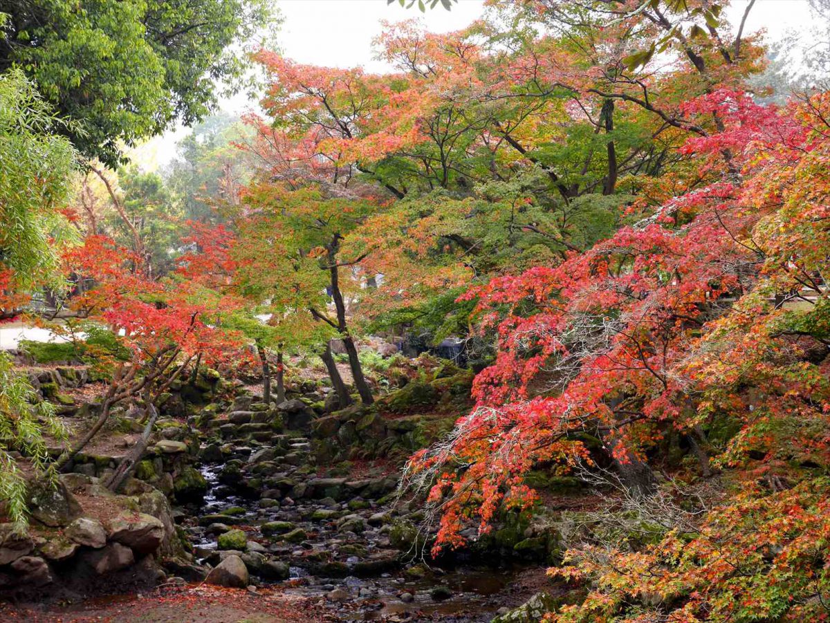 紅葉と奈良の鹿