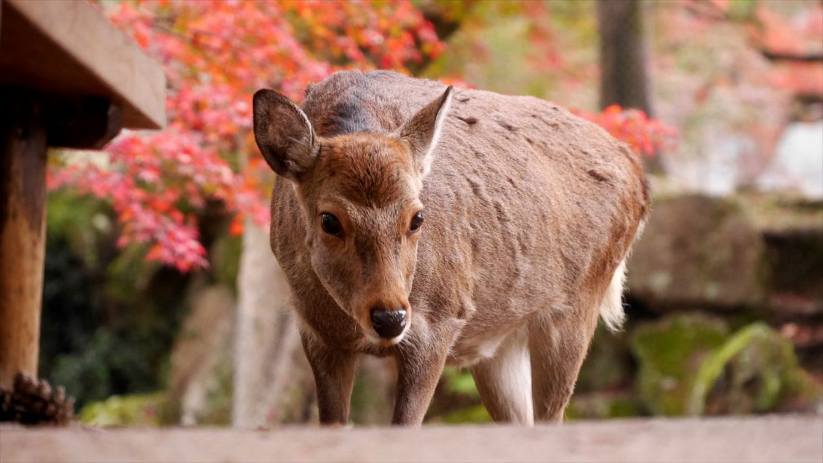 お辞儀する鹿