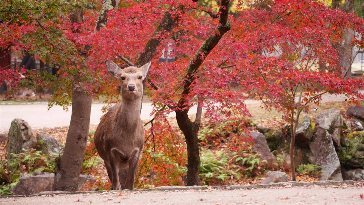 紅葉と鹿