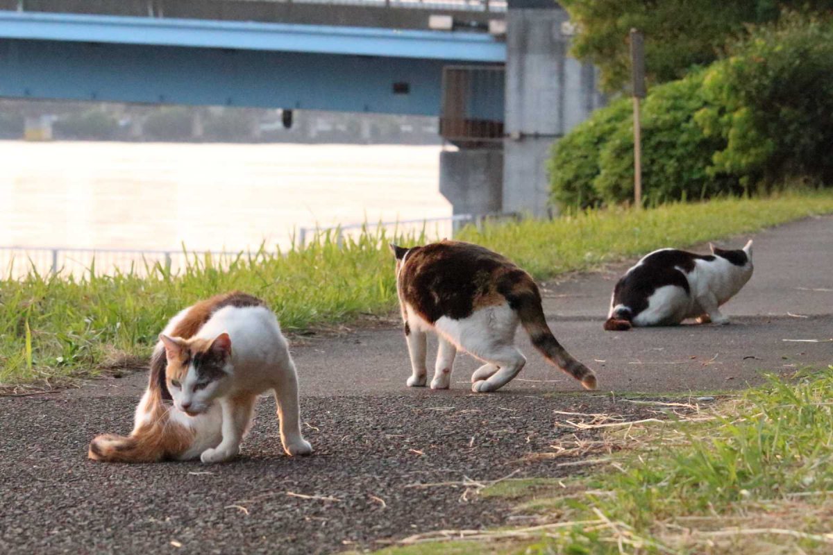 京浜運河沿岸の猫