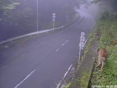 三峯神社付近の鹿