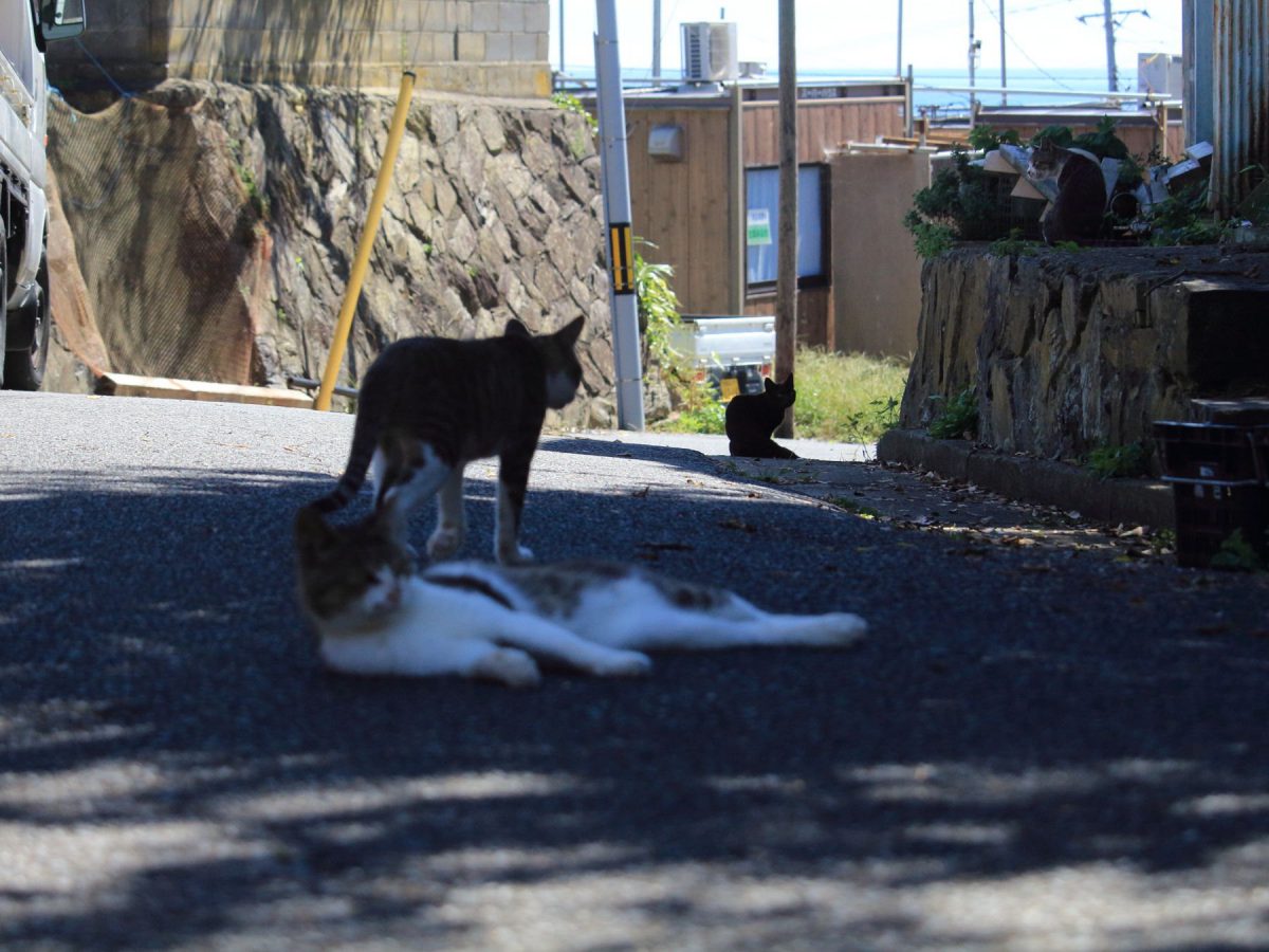 仁斗田の猫の大群