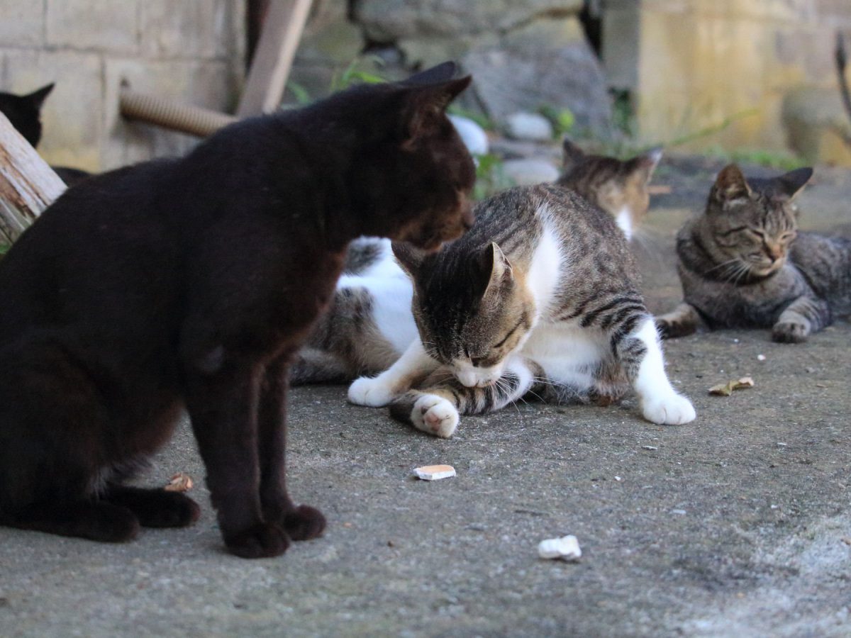 猫の群れ