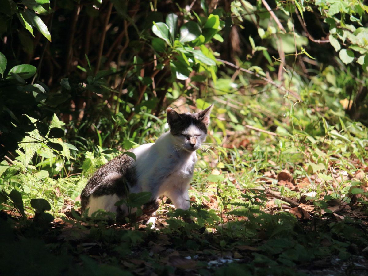 マンガアイランドの近くの子猫