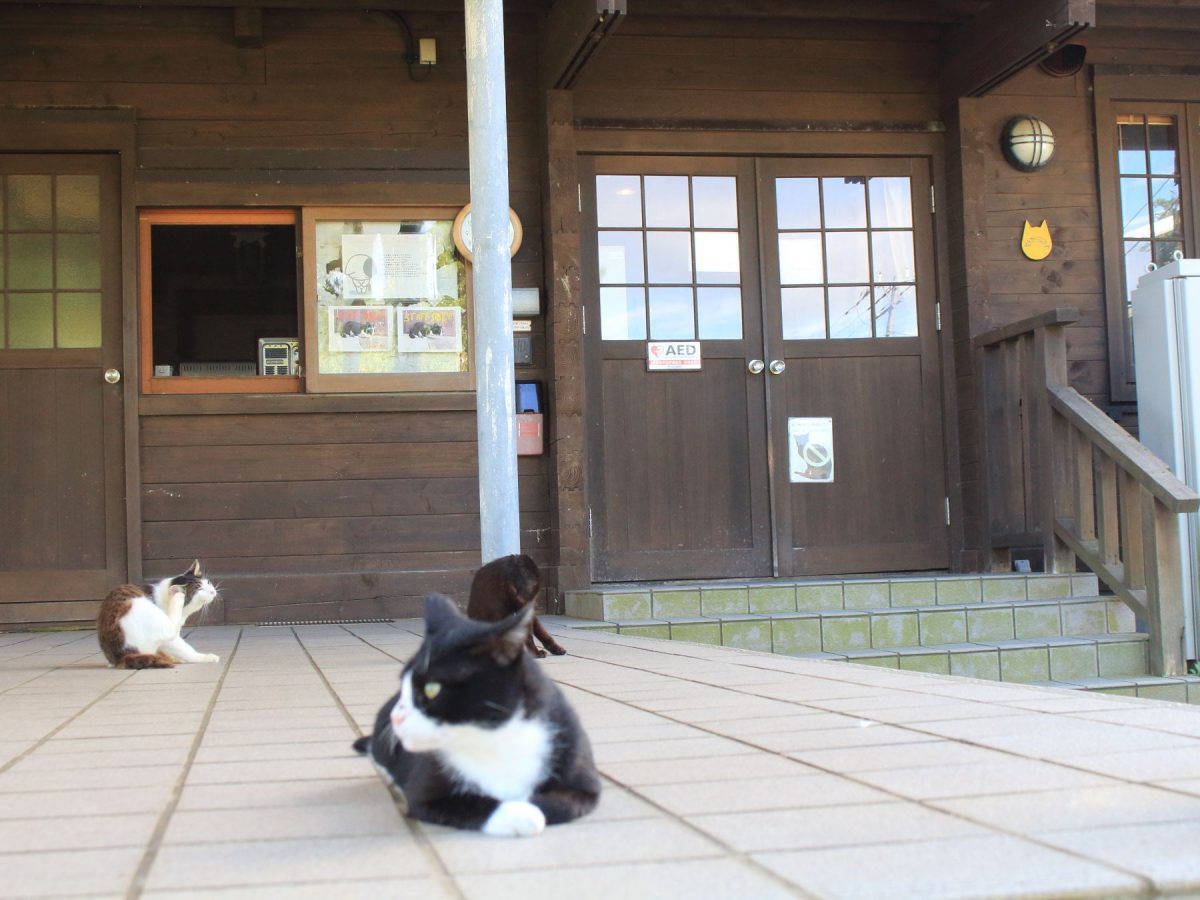 マンガアイランドセンターハウスの門番猫