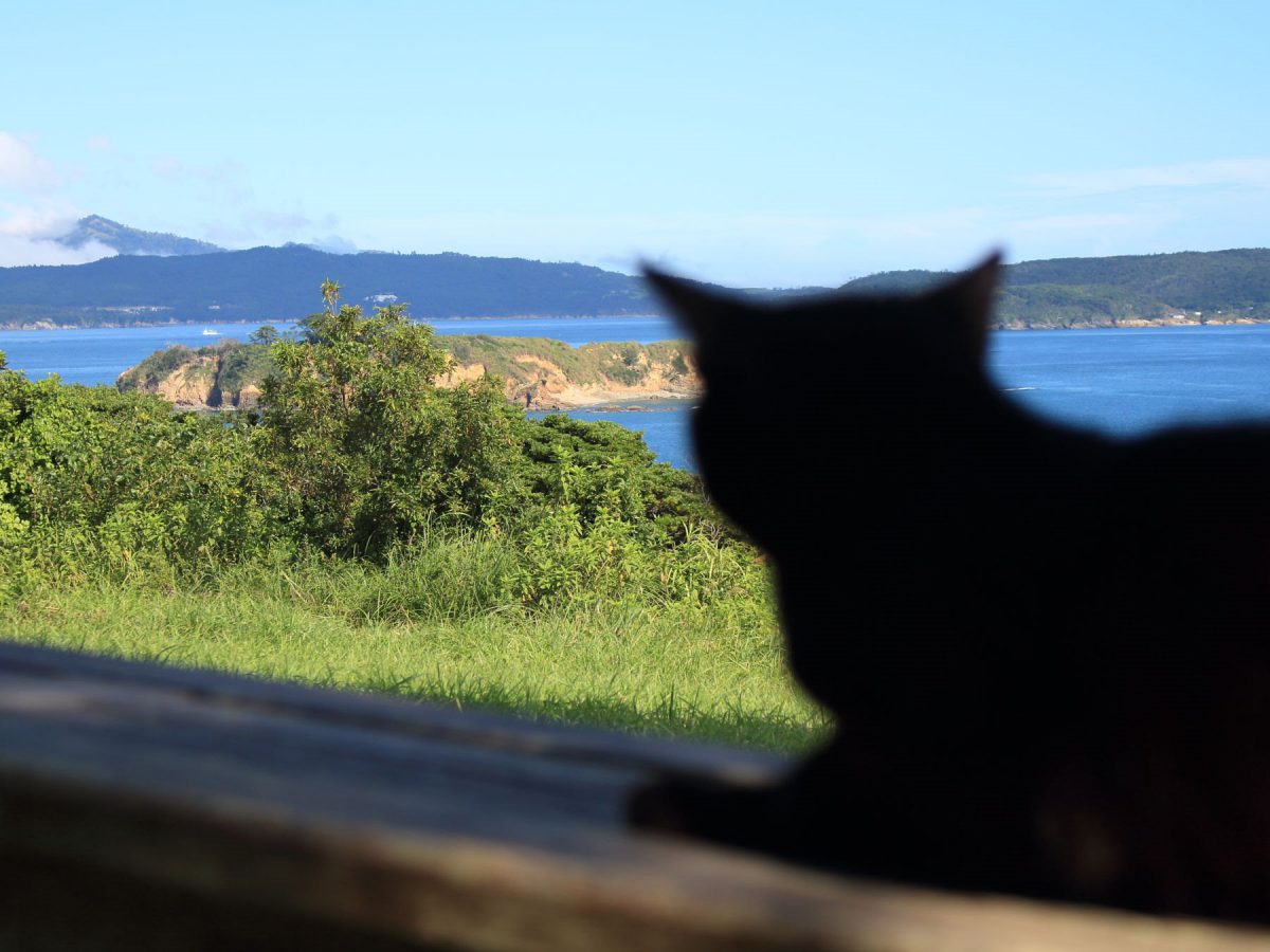 絶景を眺める猫