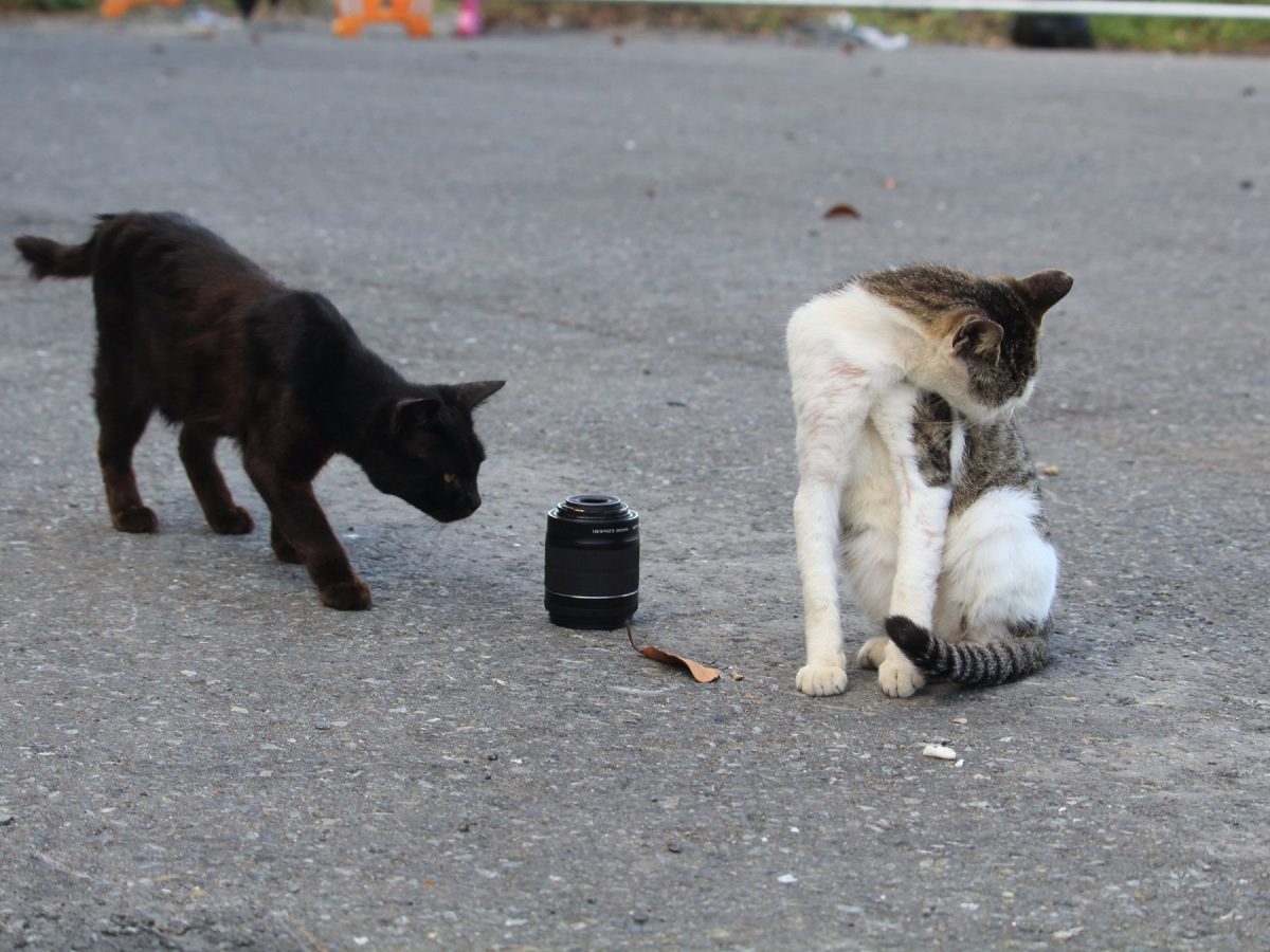 カメラのレンズを忘れた