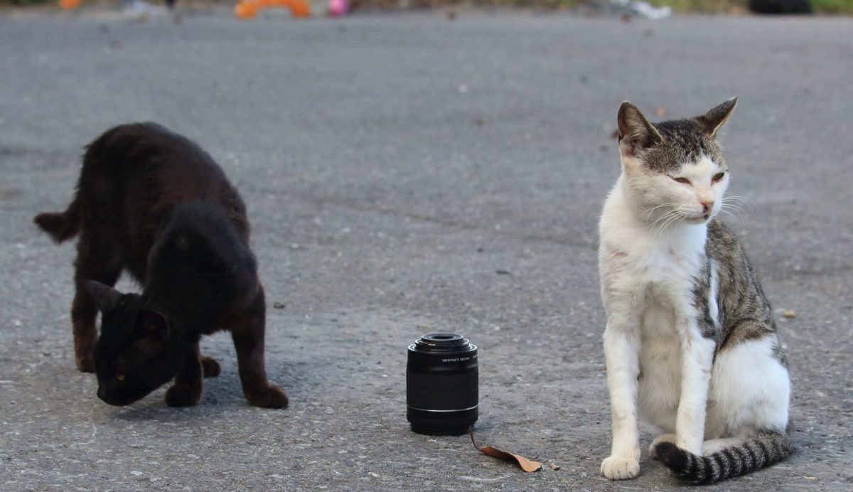 優しい猫ちゃん