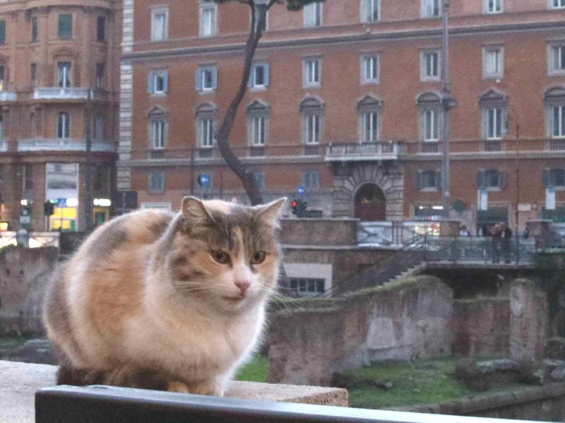 アルジェンティーナ遺跡の壁に座る猫