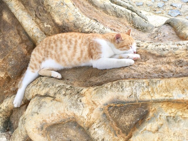 残波岬の猫