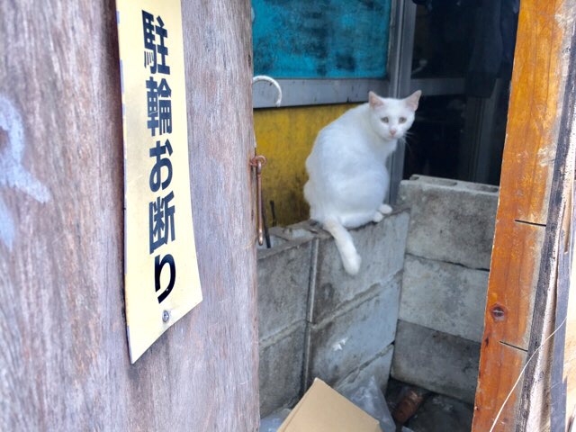 CamCam沖縄の猫