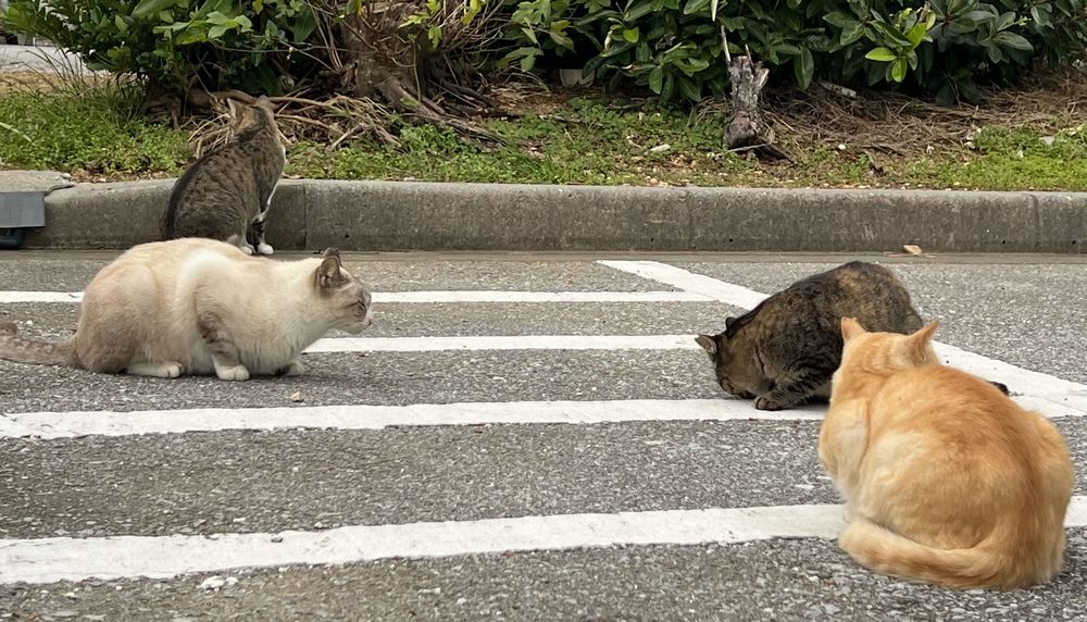 奥武島の駐車場の猫