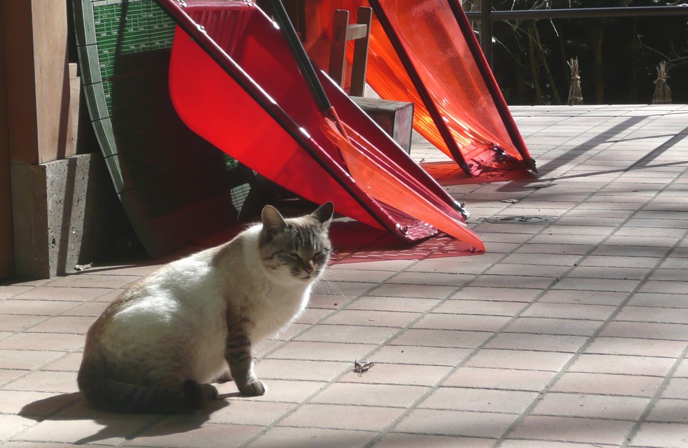 猫寺立石寺