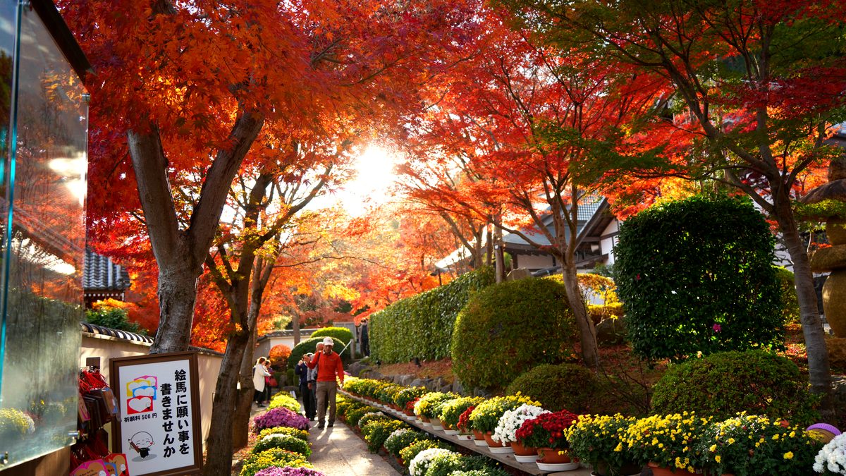 法徳寺の真っ赤な紅葉のトンネル