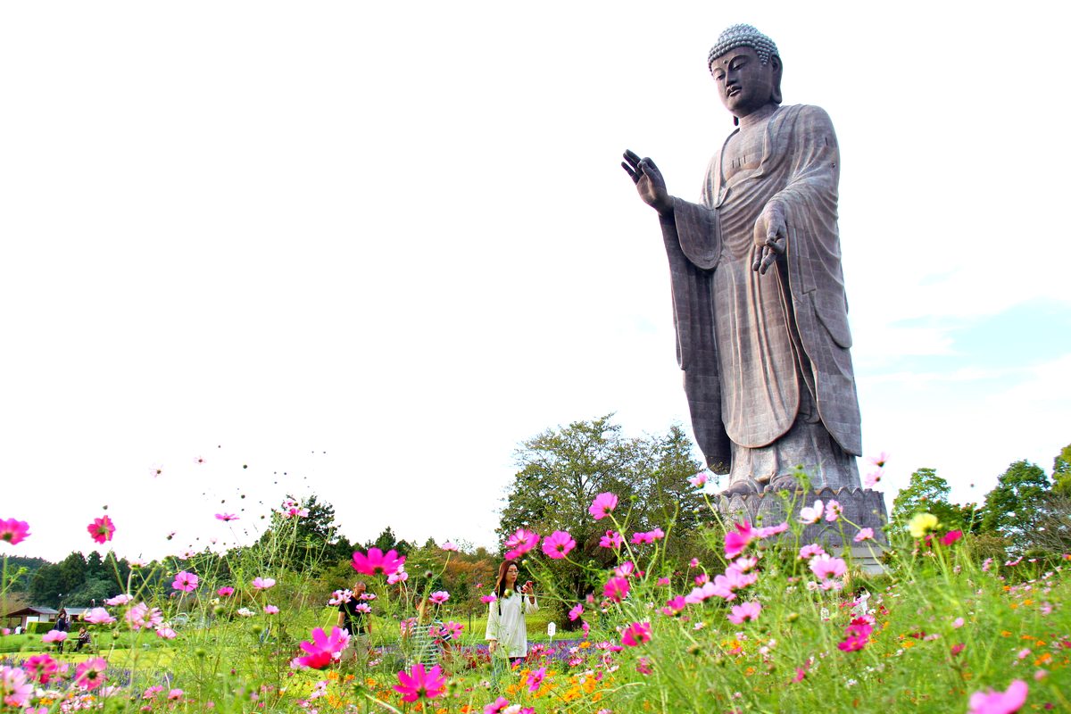 コスモス越しの牛久大仏