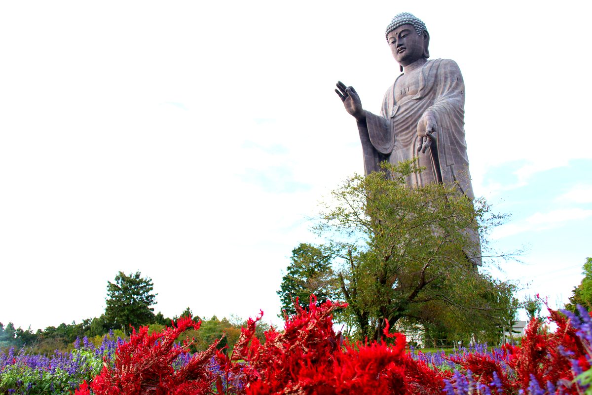 ケイトウ越しの牛久大仏