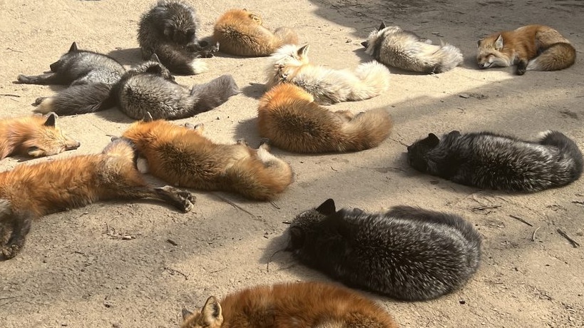 寝そべるキツネたち