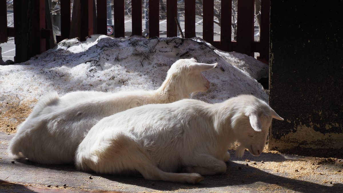 キツネ村のヤギ