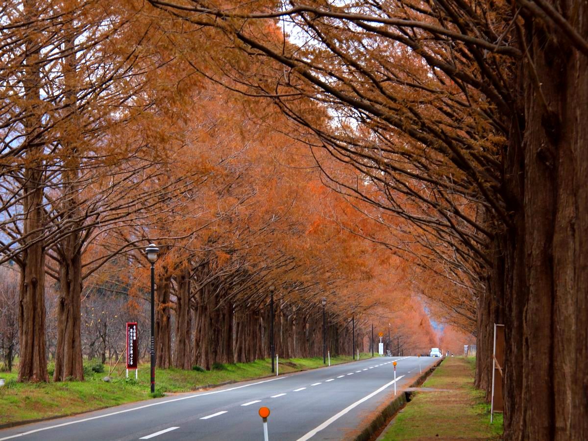 人がいないメタセコイヤ並木