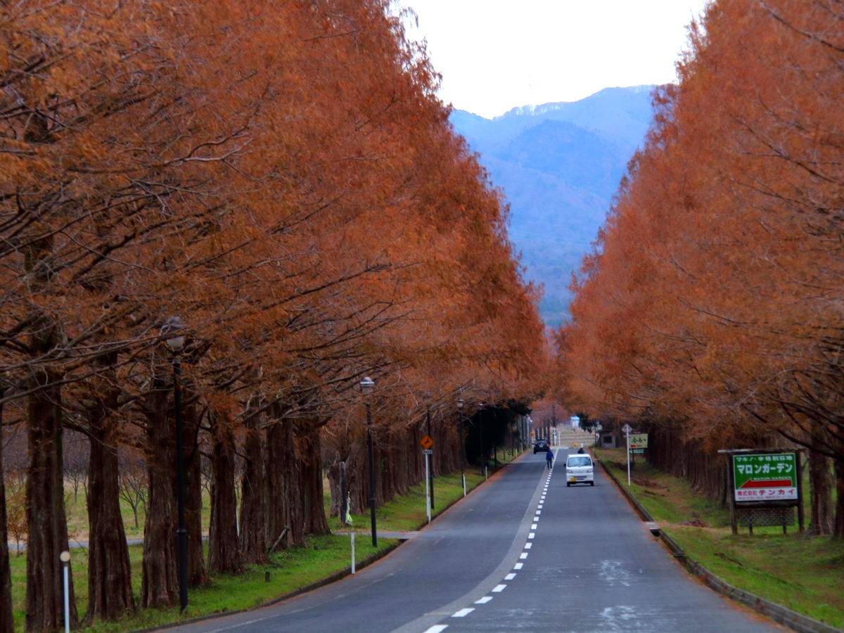 どこまで行ってもメタセコイヤ