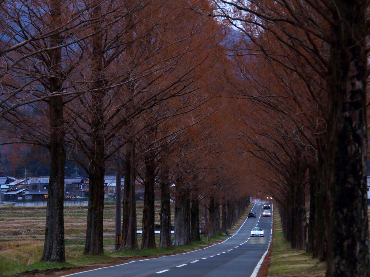 夕暮れのメタセコイヤ