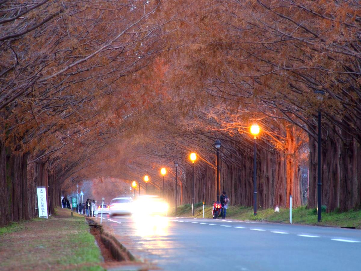 夜のメタセコイヤ