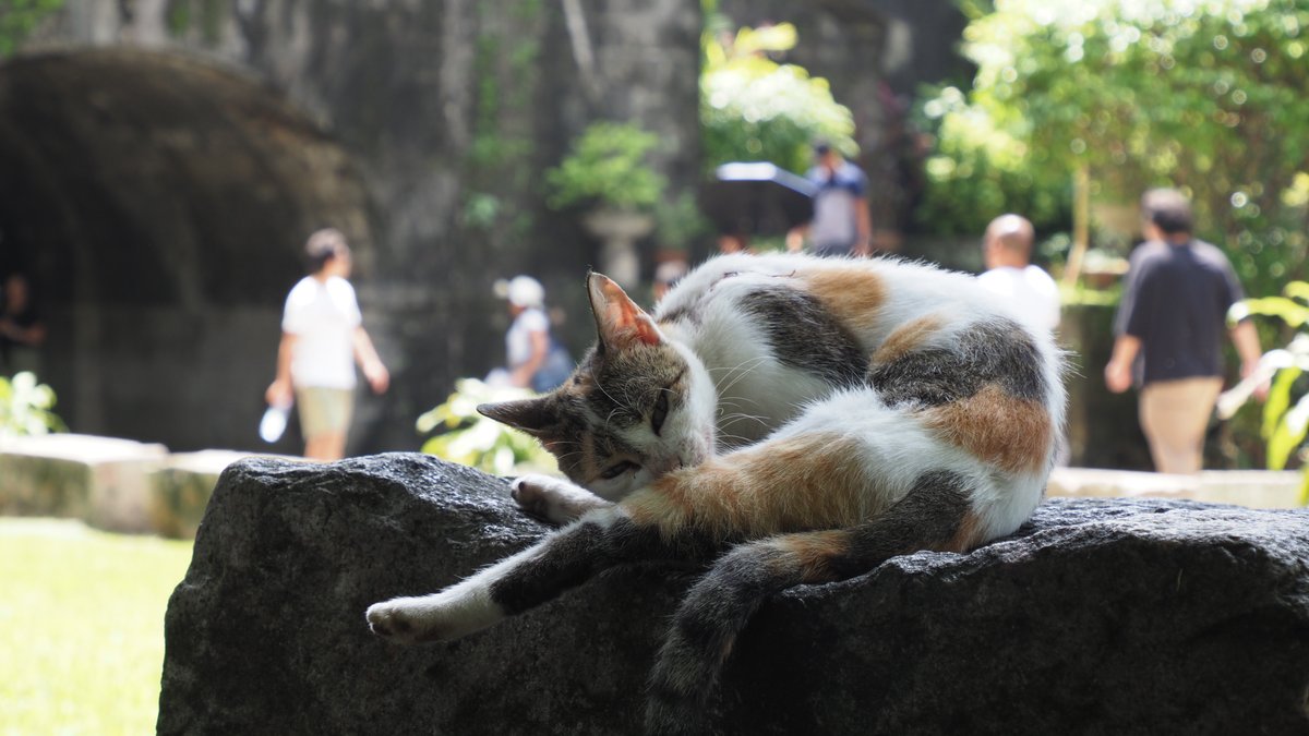 門の猫