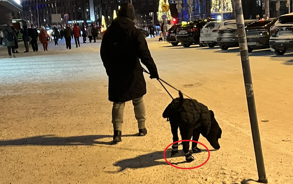 ブーツを履いた犬